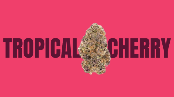 Tropical Cherry Weed Strain: A Paradise…