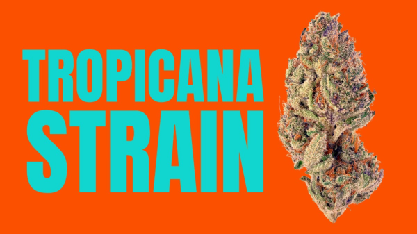 photo of Tropicana Weed Strain: A Vacation in Every Puff image