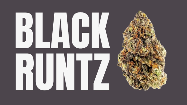 Unlocking the Mystique of Black Runtz Weed Strain: A Comprehensive Guide