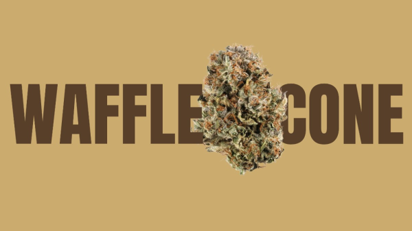 Waffle Cone Weed Strain: A Scoop of Cannabis Goodness
