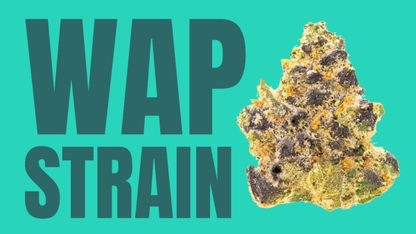 photo of WAP Weed Strain: A Wet and Potent Experience You Won't Forget image
