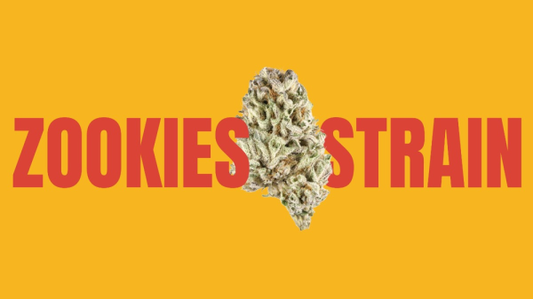 photo of Zookies Weed Strain: The Perfect Balance of Flavor and Potency image