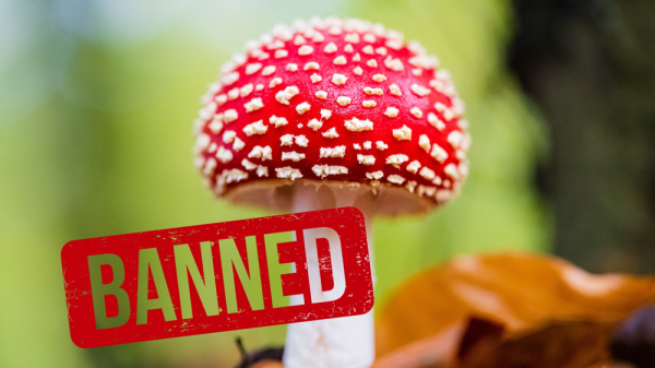 photo of Louisiana's Mushroom Mystery: How a Blanket Ban Put an Iconic Fungus in Legal Limbo image