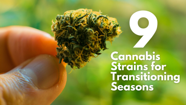 photo of End of Summer Highs: 9 Cannabis Strains for Transitioning Seasons image