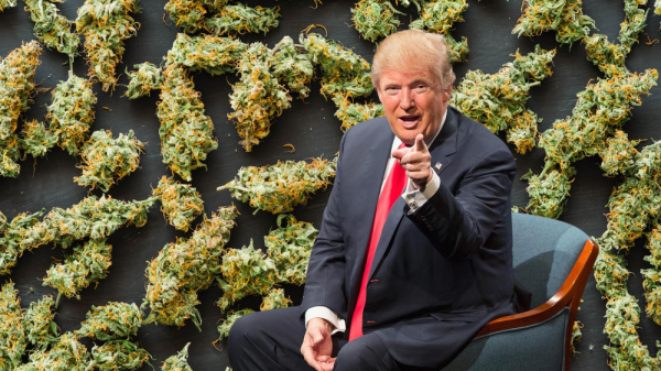 photo of Trump's Marijuana Decriminalization Stance: A Turning Point for the GOP? image