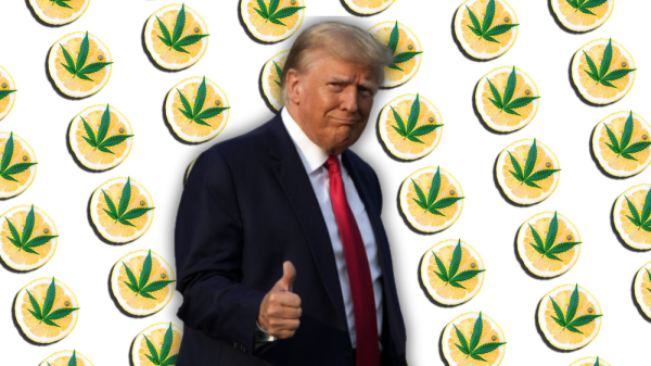 photo of Trump Shocks Nation: Backs Marijuana Reform in Historic Move Toward Federal Legalization! image