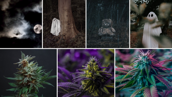 photo of Ghost Stories & Ganja: The Perfect High for a Night In image