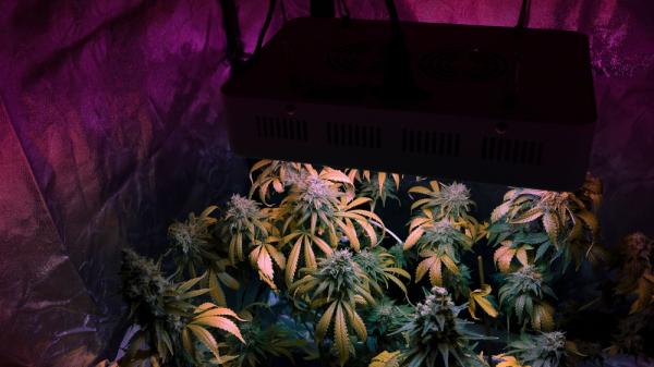 photo of Hidden Dangers Next Door: How Illegal Cannabis Grows Could Be Putting Your Neighborhood at Risk! image