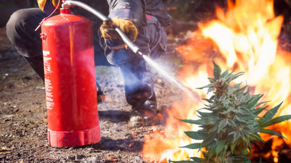 Blazing Bust: Cannabis Farm Fire Sparks…