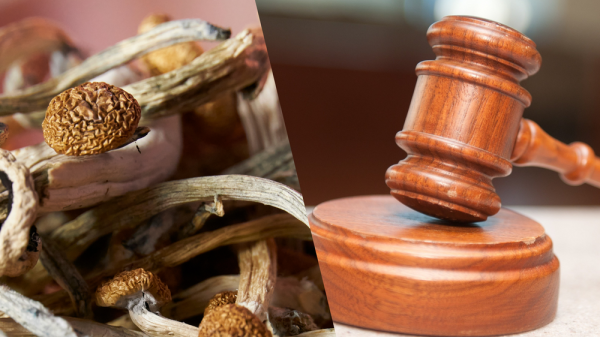 Mushrooms vs. the Law: Inside…