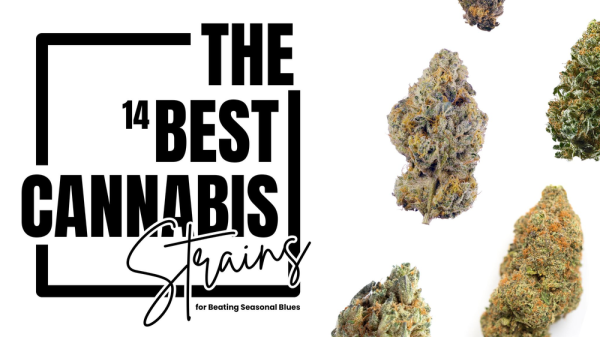 photo of The 14 Best Cannabis Strains for Beating Seasonal Blues image