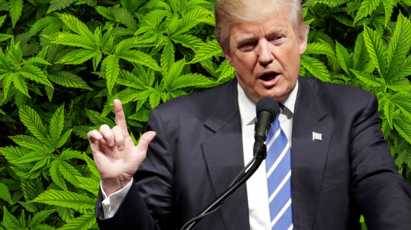 Can Trump Deliver on Cannabis? The High…