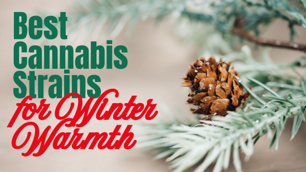 Top Cannabis Strains for Cozy Winter…