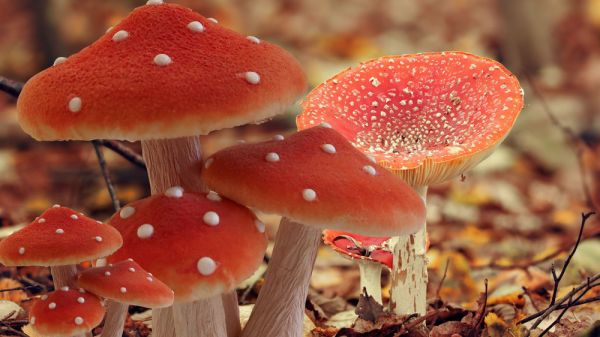 photo of Iconic Red Mushroom Faces FDA Ban – Here’s Why image