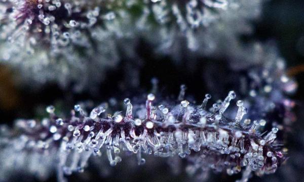 Got Purps? Dialing In Cannabis’ Effects&hellip;