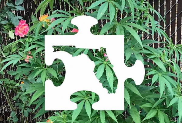 photo of Florida adds medical cannabis edibles option image