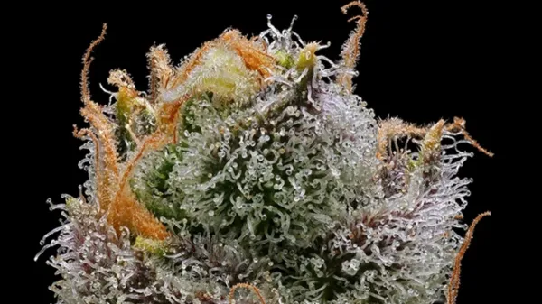 Study: Cannabis Flower Extracts…