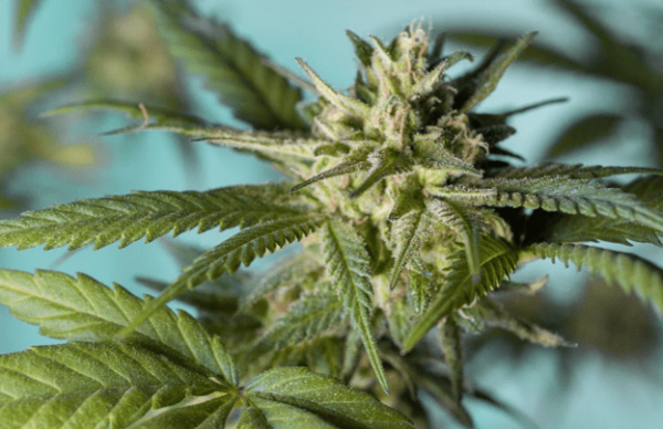 Girl Scout Cookies Strain Review: The&hellip;