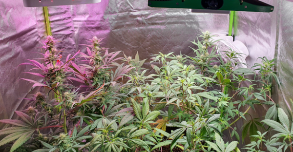 photo of Steps to Start Growing Different Strains of Autoflowering Cannabis at Home image