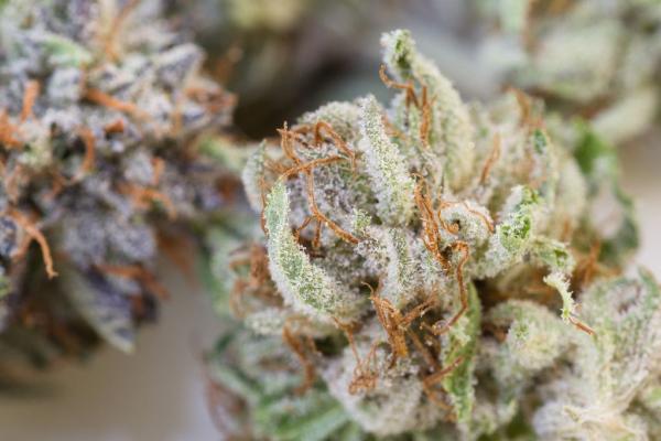 DEA Considers Applications to Import…