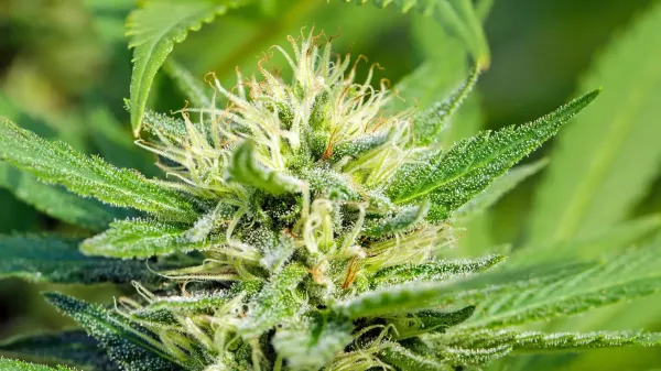 Sound-Based Cultivation Protocol Nearly…