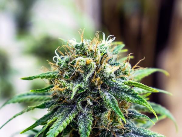 These States Allow You to Grow…