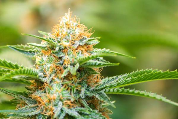 Illinois Regulators Propose Allowing…