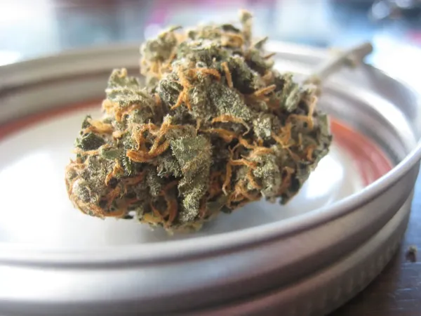 Kentucky’s Medical Marijuana Program Is…