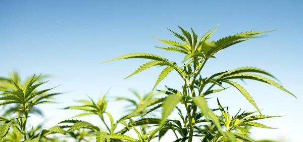 Oklahoma Campaign to Legalize Adult-Use…