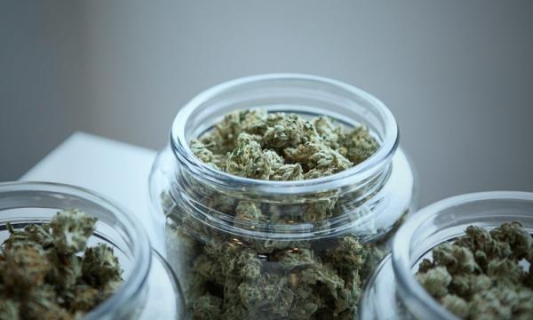 photo of Medical Marijuana Leads To Reduced Opioid Use, New Study Finds image
