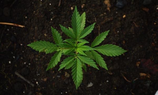 photo of Florida Activists Plan Marijuana Home Grow Initiative For 2024 To ‘Run Parallel’ To Industry-Backed Legalization Bid image