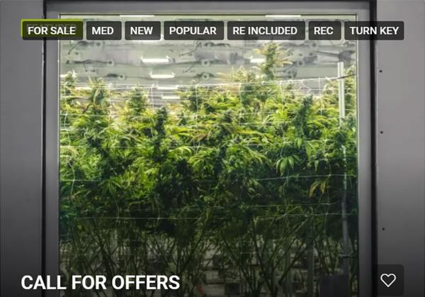 photo of Businesses in receivership flood the market amid cannabis industry challenges image