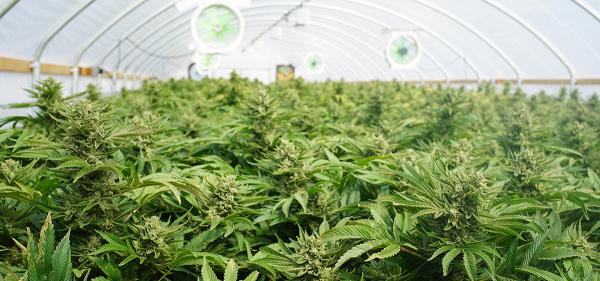 Massachusetts Could Lower Cultivation&hellip;