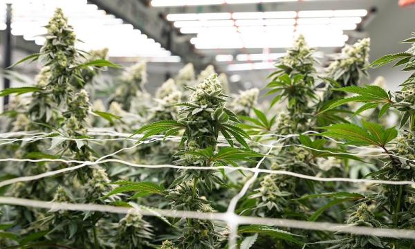 Streamline Commercial Cannabis…