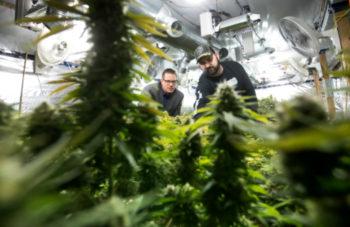 photo of Aspiring ‘Craft’ Cannabis Producers Running Into Unexpected Roadblocks image