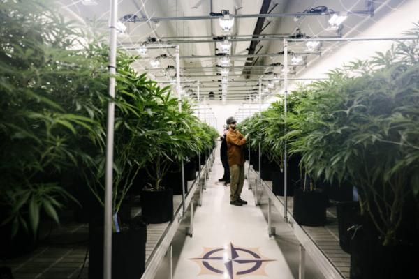 photo of Grown Rogue posts strong early results from ABCO Garden State image