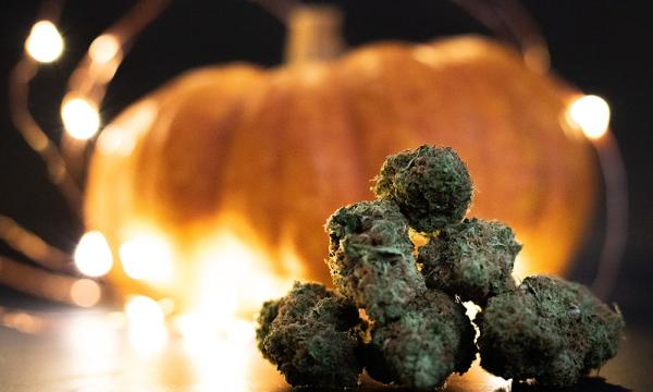 The Top 10 Strains for Your Halloween…