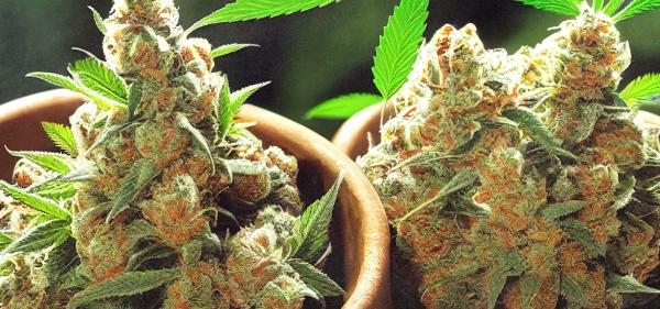 Smart & Safe Florida Lawsuit Says…