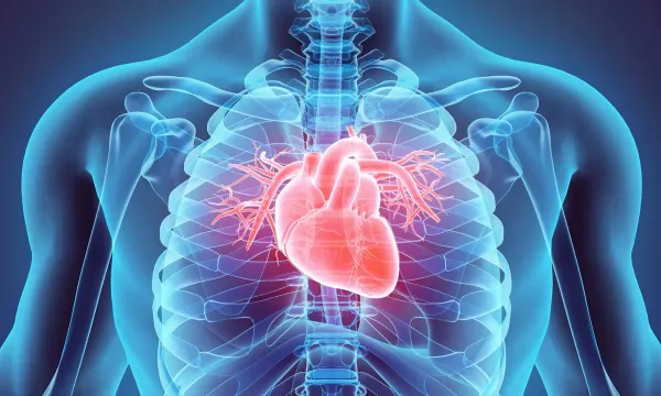 Study Finds CBD Reduces Cardiac…