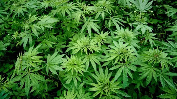 Pennsylvania Senator Announces Plan for…