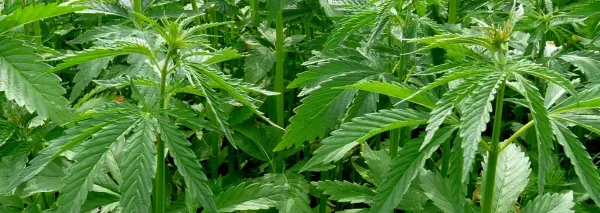 35 State Attorneys General Urges…