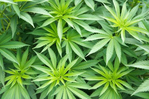 Colorado Hemp Executive With Family…