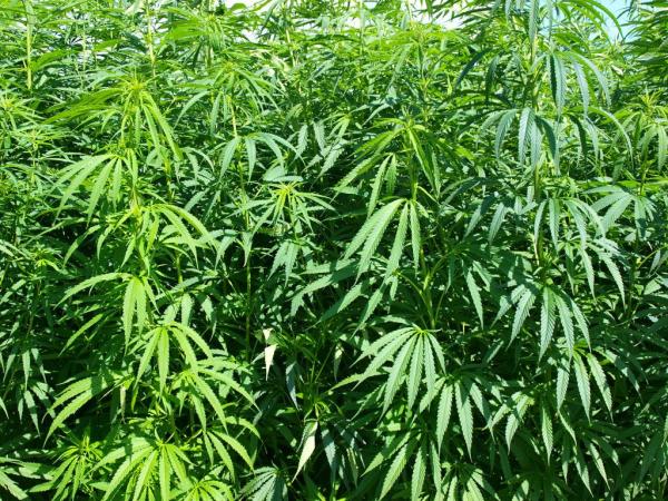 New Report Finds Federal Hemp&hellip;
