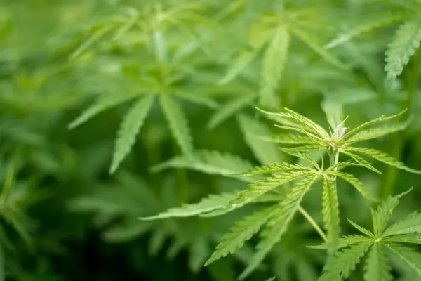 Study Identifies How Hemp Plants Defend&hellip;