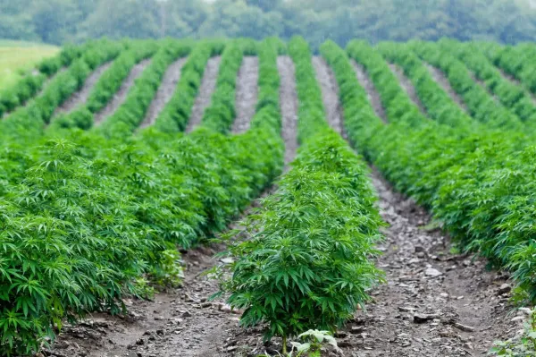 Nevada Hemp Panel Recommends Statewide&hellip;
