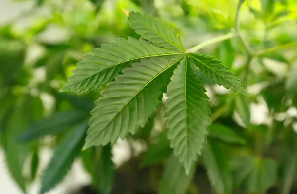 Federal Judge Expands Injunction…