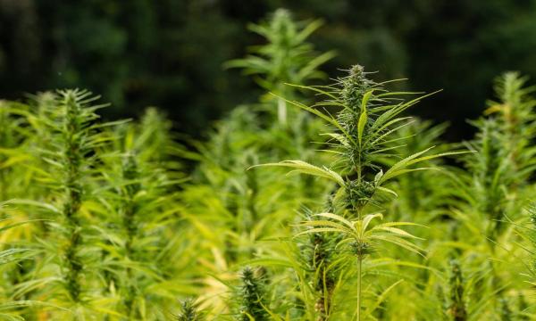 Kentucky Governor Says Hemp Is An…
