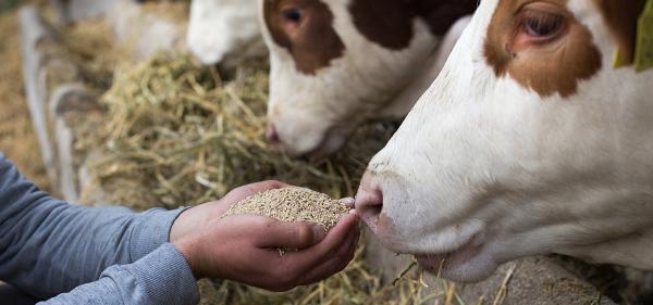 Study: Milk from Dairy Cows Fed Hemp…