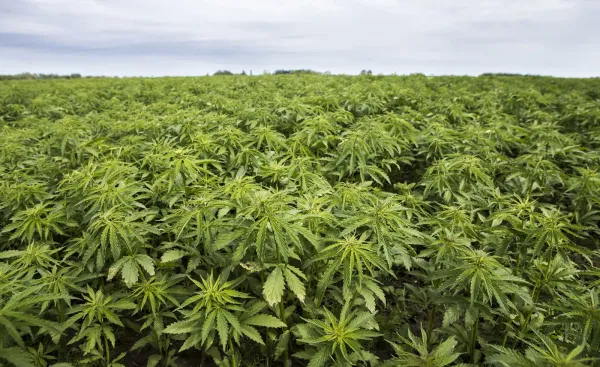 Alaska Industrial Hemp Reform Bill…