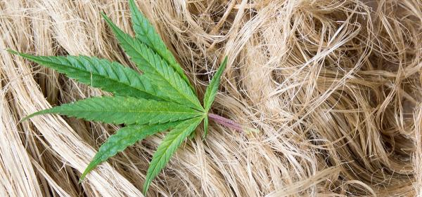 Report: Global Hemp Fiber Market to…